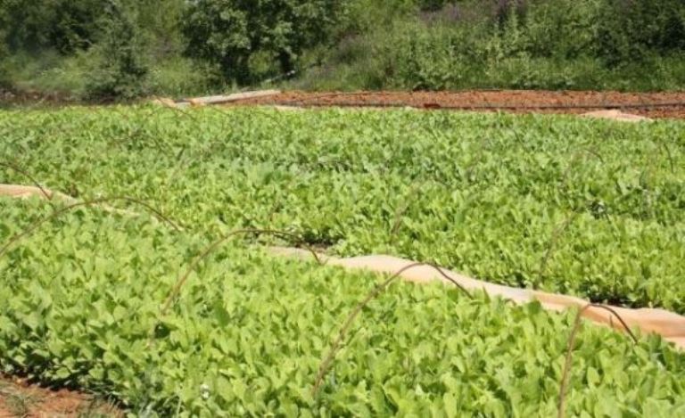 2015 Tarım Beyanı yapmak için neler gerekiyor?